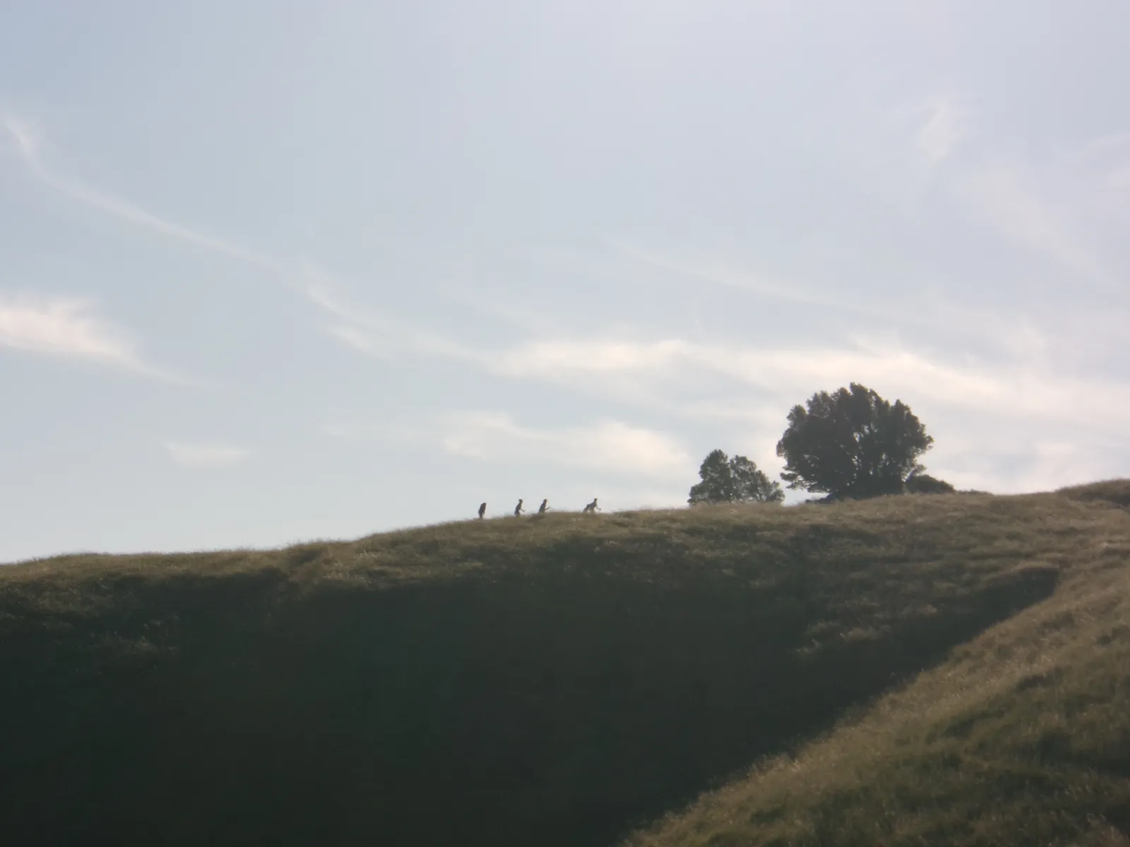 A sunlit hillside with trees along the horizon.